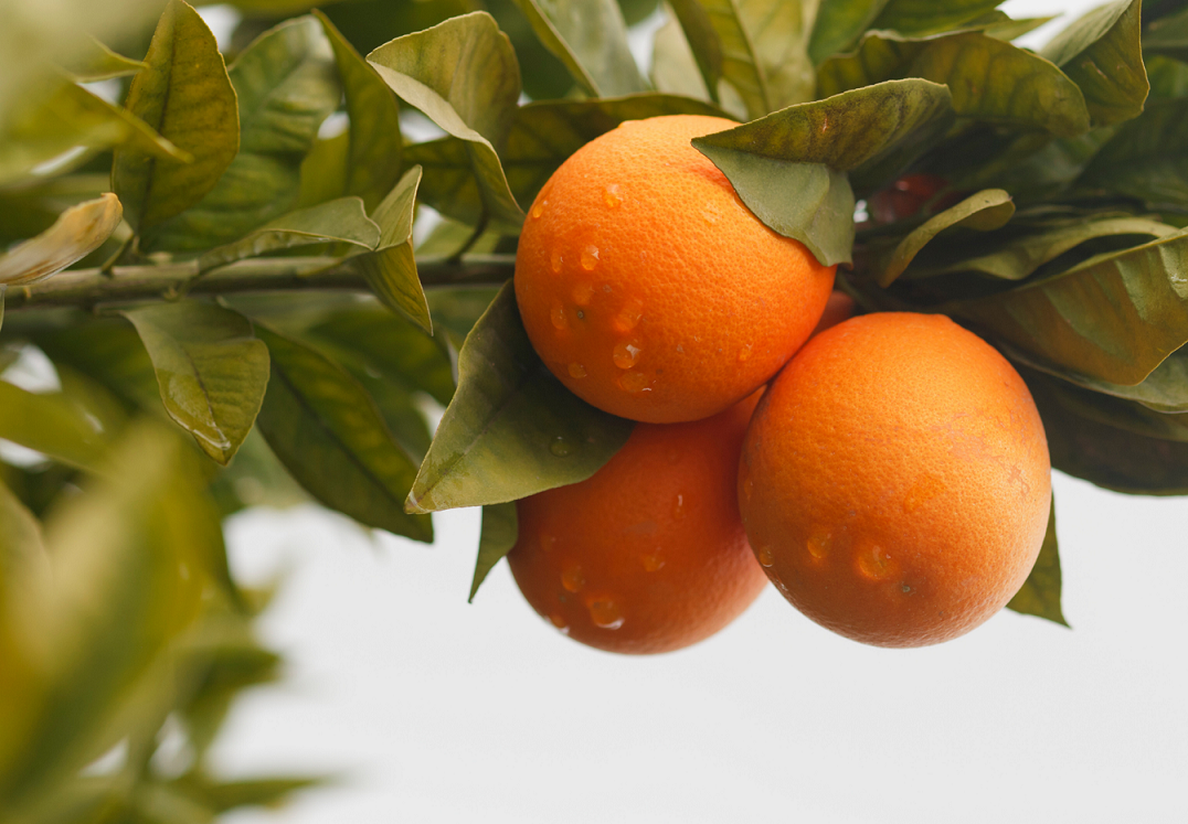 Ответы gkhyarovoe.ru: как в домашних условиях посадить и вырастить апельсиновое дерево
